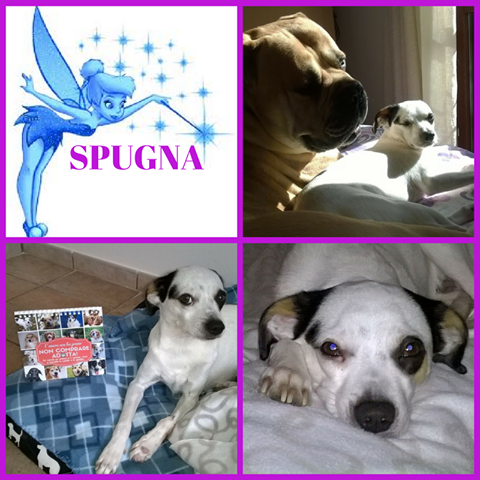spugna