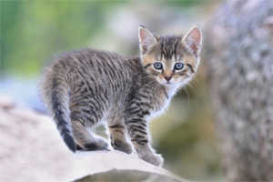 gattoabbandonato